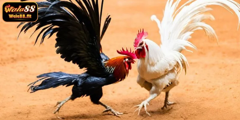 4 lưu ý cần nắm rõ khi đặt cược đá gà tại WALA88