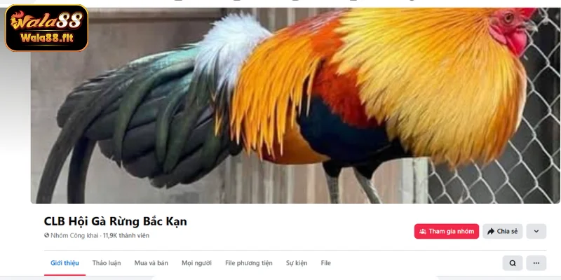 Câu lạc bộ hội gà rừng Bắc Kạn