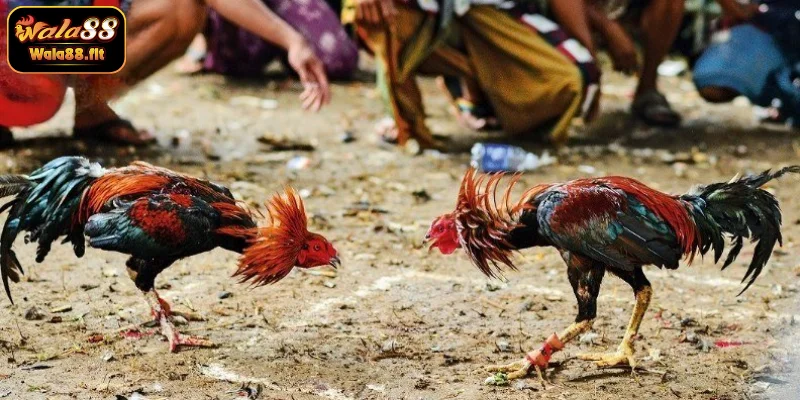 Cockfighting Asia – Giải đấu đá gà mới nhất uy tín tại châu Á