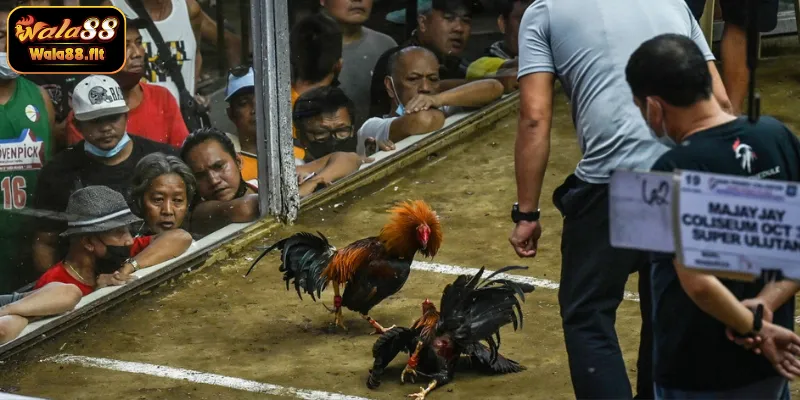 Giới thiệu sảnh đá gà Philippines tại WALA88