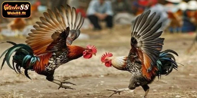Giới thiệu tổng quan về WALA88