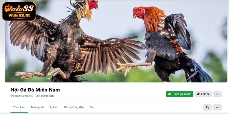 Hội gà đá miền Nam uy tín, chất lượng