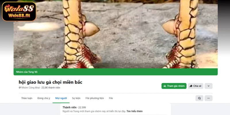 Hội giao lưu gà chọi miền Bắc thu hút nhiều hội viên