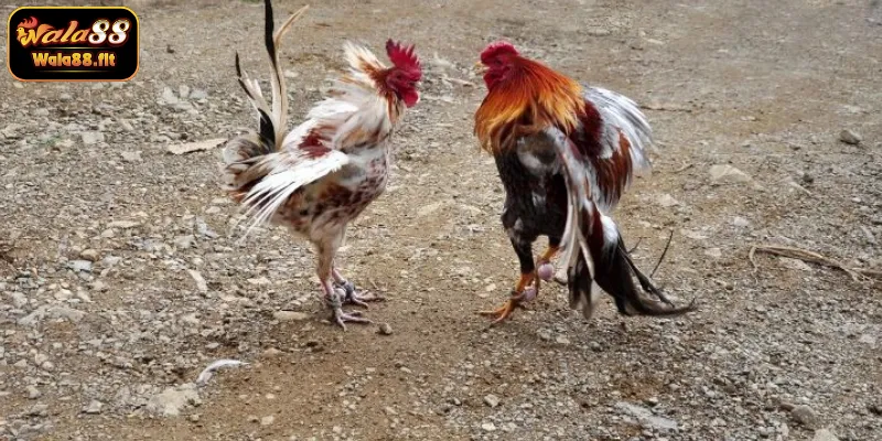 Giới thiệu sảnh đá gà cựa sắt tại WALA88