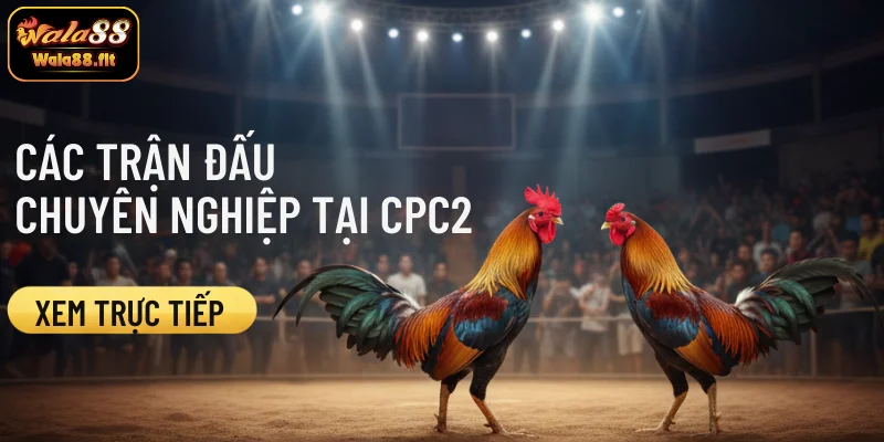 Lịch thi đấu và sự kiện nổi bật đá gà CPC2