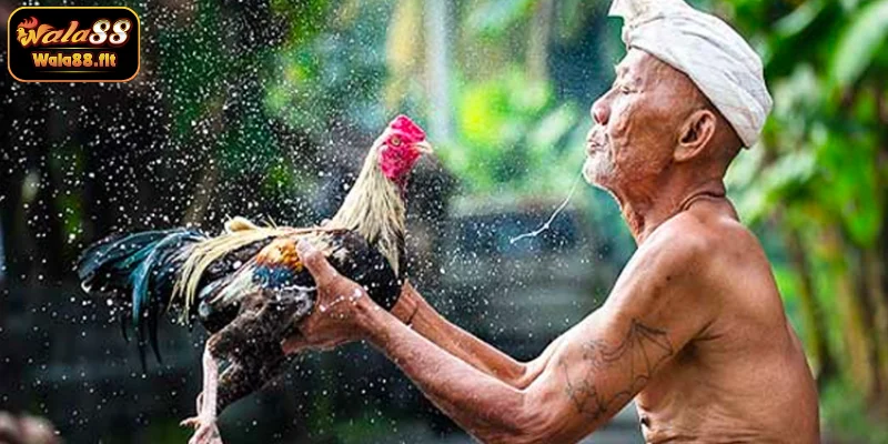 Tìm hiểu cơ sở nuôi gà và quy trình tập luyện