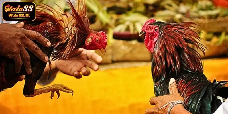 Wala giải đáp đá gà cựa sắt là gì